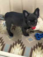 Chocolate Fluffy, a female French Bulldog for sale in Watauga, TX – 1 of 4