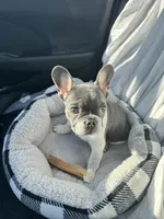 Tommy, a male French Bulldog for sale in Watauga, TX – Photo 10 of 10