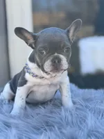 Tommy, a male French Bulldog for sale in Watauga, TX – Photo 3 of 10