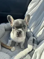 Tommy, a male French Bulldog for sale in Watauga, TX – Photo 1 of 10