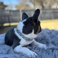 Tommy pied, a male French Bulldog for sale in Watauga, TX – Photo 9 of 10