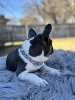 Tommy, a male French Bulldog for sale in Watauga, TX – Photo 8 of 10