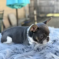 Tommy pied, a male French Bulldog for sale in Watauga, TX – Photo 7 of 10