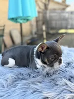 Tommy, a male French Bulldog for sale in Watauga, TX – Photo 6 of 10