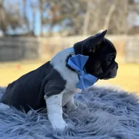 Tommy pied, a male French Bulldog for sale in Watauga, TX – Photo 8 of 10