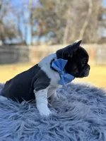 Tommy, a male French Bulldog for sale in Watauga, TX – Photo 7 of 10