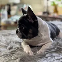 Tommy pied, a male French Bulldog for sale in Watauga, TX – Photo 4 of 10