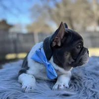 Tommy pied, a male French Bulldog for sale in Watauga, TX – Photo 5 of 10