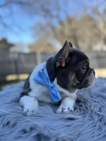 Tommy, a male French Bulldog for sale in Watauga, TX – Photo 4 of 10