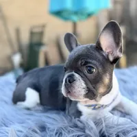 Tommy pied, a male French Bulldog for sale in Watauga, TX – Photo 10 of 10