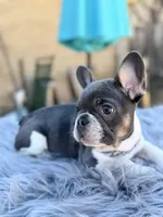 Tommy, a male French Bulldog for sale in Watauga, TX – Photo 9 of 10