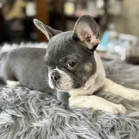 Tommy pied, a male French Bulldog for sale in Watauga, TX – Photo 1 of 10