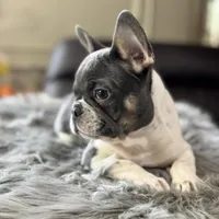 Tommy pied, a male French Bulldog for sale in Watauga, TX – Photo 3 of 10