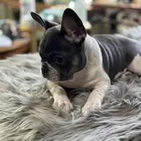 Tommy pied, a male French Bulldog for sale in Watauga, TX – Photo 2 of 10