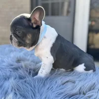 Tommy pied, a male French Bulldog for sale in Watauga, TX – Photo 6 of 10