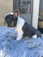 Tommy, a male French Bulldog for sale in Watauga, TX – Photo 5 of 10