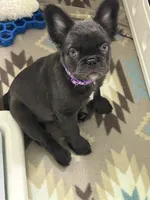 Chocolate Fluffy, a female French Bulldog for sale in Watauga, TX – 4 of 4