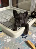 Fluffy Chocolate , a female French Bulldog for sale in Watauga, TX – Photo 4 of 6