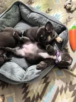 Fluffy Chocolate , a female French Bulldog for sale in Watauga, TX – Photo 6 of 6