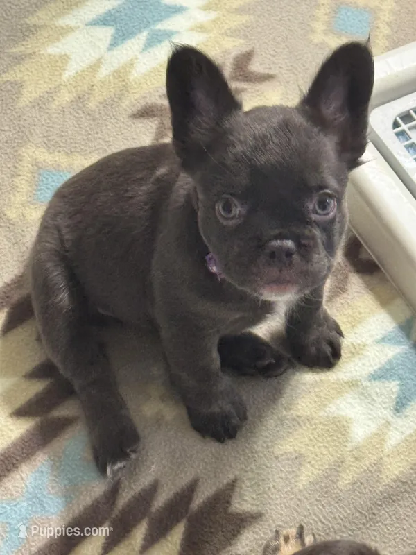 Fluffy Chocolate  – French Bulldog puppy for sale in Watauga, TX