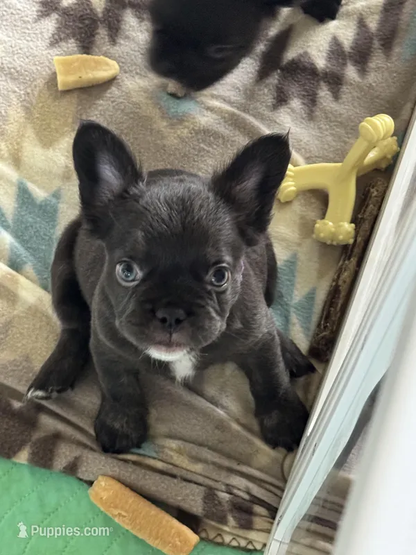 Fluffy Chocolate  – French Bulldog puppy for sale in Watauga, TX