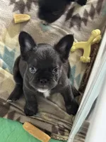 Fluffy Chocolate , a female French Bulldog for sale in Watauga, TX – Photo 1 of 6