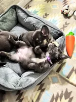 Fluffy Chocolate , a female French Bulldog for sale in Watauga, TX – Photo 5 of 6