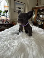 Fluffy Chocolate , a female French Bulldog for sale in Watauga, TX – Photo 3 of 6
