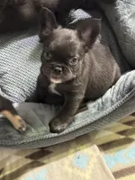Fluffy Chocolate , a female French Bulldog for sale in Watauga, TX – Photo 2 of 6