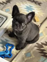 Chocolate Fluffy, a female French Bulldog for sale in Watauga, TX – 2 of 4