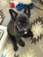 Chocolate Fluffy, a female French Bulldog for sale in Watauga, TX – 3 of 4