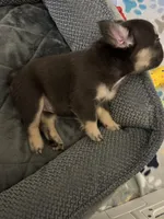 Chocolate/tan fluffy, a female French Bulldog for sale in Watauga, TX – Photo 3 of 3