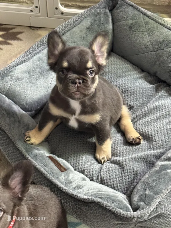Chocolate/tan fluffy – French Bulldog puppy for sale in Watauga, TX