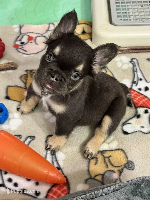 Chocolate/tan fluffy – French Bulldog puppy for sale in Watauga, TX