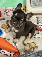 Chocolate/tan fluffy, a female French Bulldog for sale in Watauga, TX – Photo 1 of 3