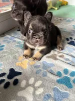 Chocolate/tan fluffy, a female French Bulldog for sale in Watauga, TX – Photo 2 of 3