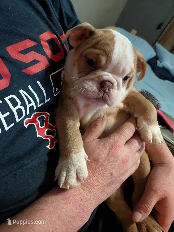 Snuggle bug, a female English Bulldog for sale in New Whiteland, IN – Photo 1 of 1