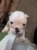 Sweetie , a female English Bulldog for sale in New Whiteland, IN – Photo 4 of 5