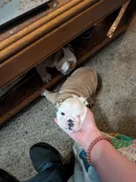 Sweetie , a female English Bulldog for sale in New Whiteland, IN – Photo 5 of 5