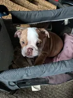 Snuggle bug, a female English Bulldog for sale in New Whiteland, IN – Photo 4 of 4