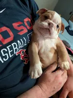 Snuggle bug, a female English Bulldog for sale in New Whiteland, IN – Photo 3 of 4