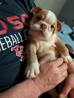 Snuggle bug, a female English Bulldog for sale in New Whiteland, IN – Photo 2 of 4