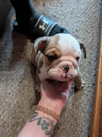 Babygirl , a female English Bulldog for sale in New Whiteland, IN – Photo 8 of 8