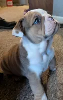 Babygirl , a female English Bulldog for sale in New Whiteland, IN – Photo 3 of 8