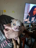 Babygirl , a female English Bulldog for sale in New Whiteland, IN – Photo 6 of 8