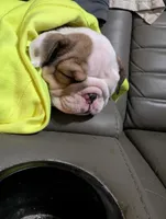 Babygirl , a female English Bulldog for sale in New Whiteland, IN – Photo 5 of 8