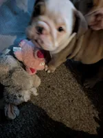 Babygirl , a female English Bulldog for sale in New Whiteland, IN – Photo 7 of 8