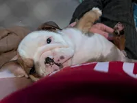 Babygirl , a female English Bulldog for sale in New Whiteland, IN – Photo 1 of 8