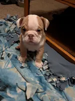 Sassy , a female English Bulldog for sale in New Whiteland, IN – Photo 2 of 8