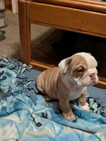 Sassy , a female English Bulldog for sale in New Whiteland, IN – Photo 6 of 8